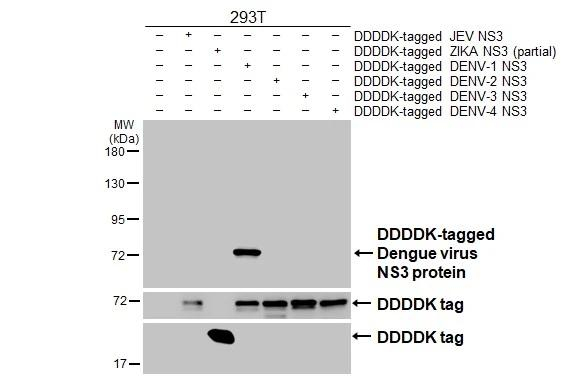Dengue Virus Type 1 NS3 Antibody in Western Blot (WB)