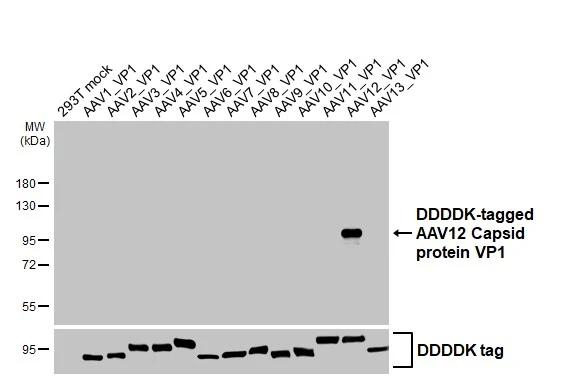 AAV12 Virus VP1/2/3 Antibody in Western Blot (WB)
