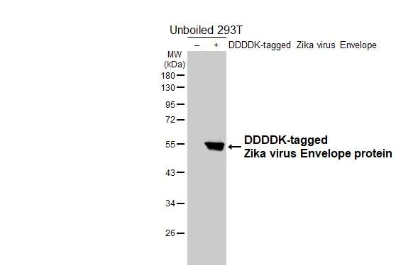 Zika Virus Envelope Antibody in Western Blot (WB)