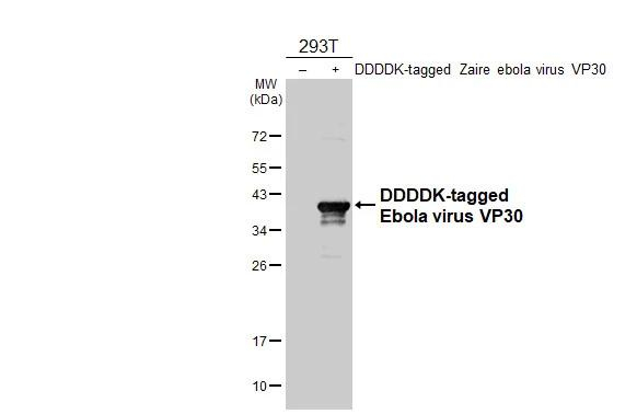 Ebola Virus VP30 Antibody in Western Blot (WB)