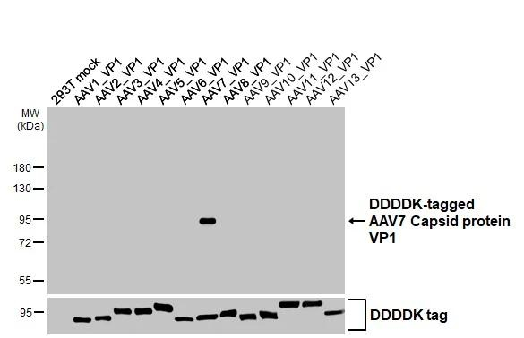 AAV7 Virus VP1/2/3 Antibody in Western Blot (WB)