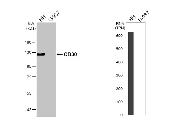 CD30 Antibody in Western Blot (WB)