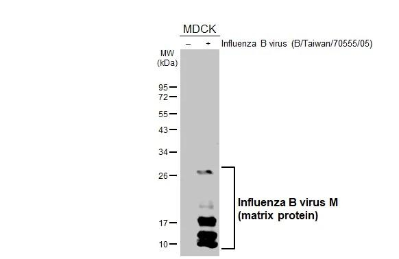 Influenza B M Antibody in Western Blot (WB)