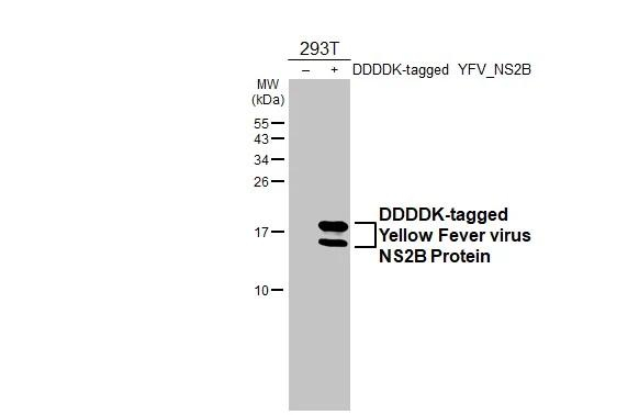 Yellow Fever Virus NS2B Antibody in Western Blot (WB)