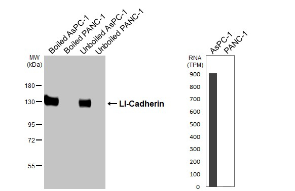 CDH17 Antibody in Western Blot (WB)