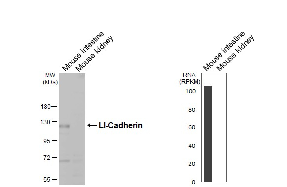 CDH17 Antibody in Western Blot (WB)
