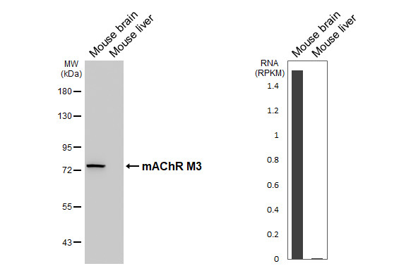 CHRM3 Antibody in Western Blot (WB)