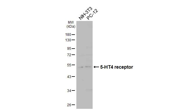 HTR4 Antibody in Western Blot (WB)