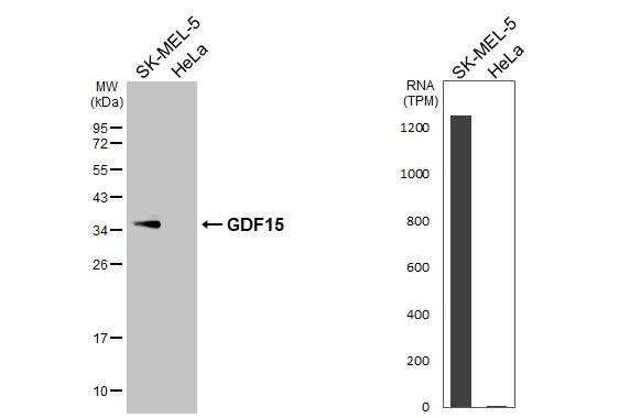 GDF15 Antibody in Western Blot (WB)