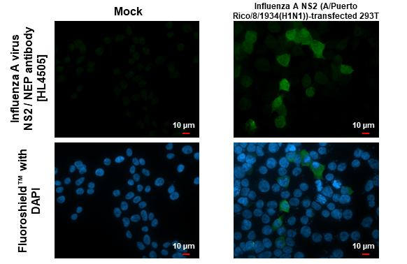 Influenza A NS2 Antibody in Immunocytochemistry (ICC/IF)