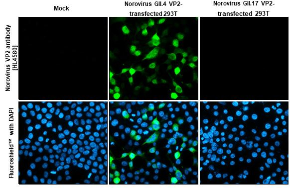 Norovirus VP2 Antibody in Immunocytochemistry (ICC/IF)