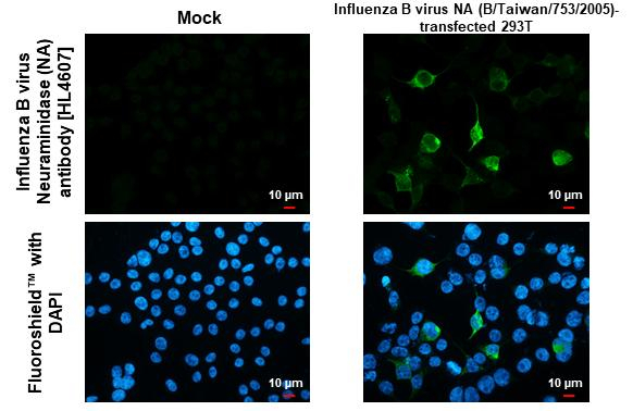 Influenza B NA Antibody in Immunocytochemistry (ICC/IF)