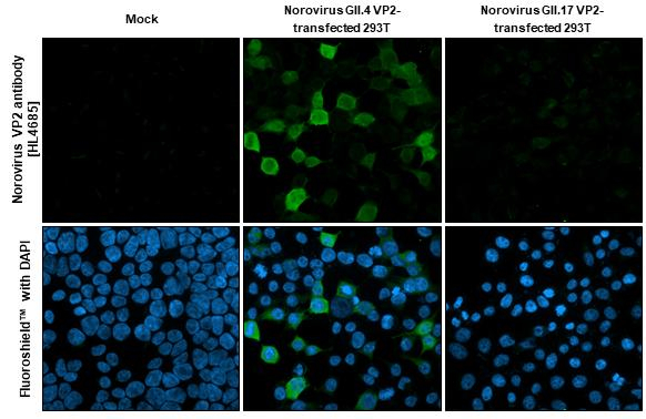 Norovirus VP2 Antibody in Immunocytochemistry (ICC/IF)