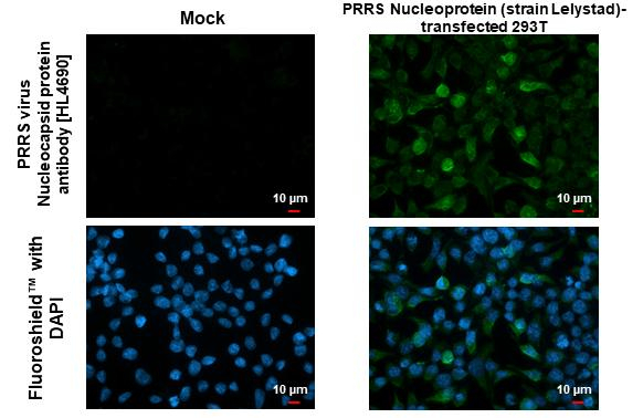 PRRS Virus Nucleocapsid Protein Antibody in Immunocytochemistry (ICC/IF)
