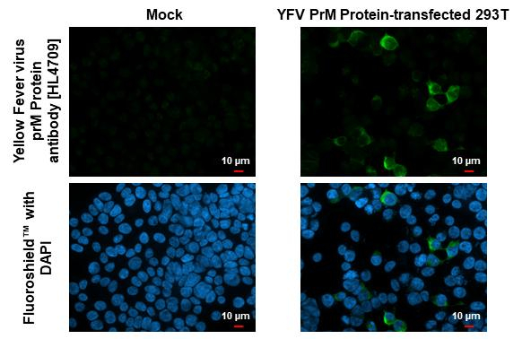Yellow Fever Virus prM Antibody in Immunocytochemistry (ICC/IF)