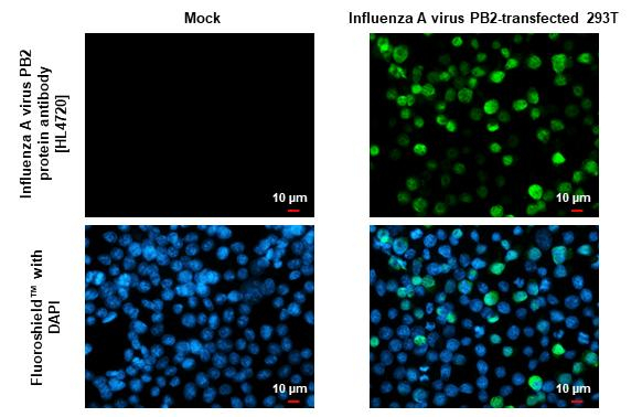 Influenza A PB2 Antibody in Immunocytochemistry (ICC/IF)