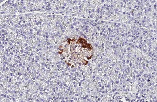 Glucagon Antibody in Immunohistochemistry (Paraffin) (IHC (P))