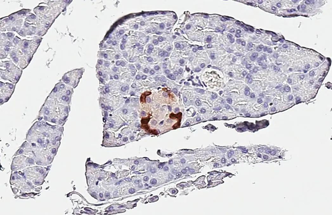 GLP-1 Antibody in Immunohistochemistry (Paraffin) (IHC (P))