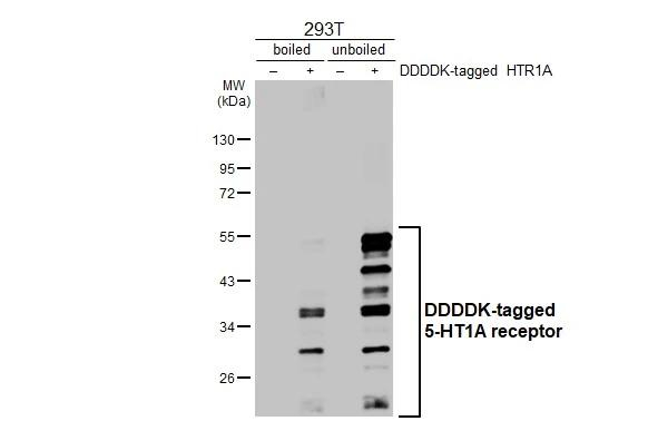 HTR1A Antibody in Western Blot (WB)