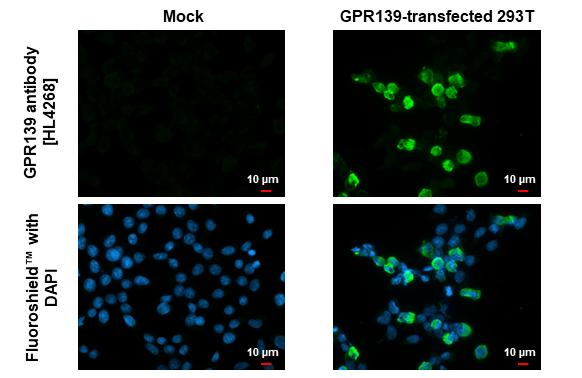 GPR139 Antibody in Immunocytochemistry (ICC/IF)