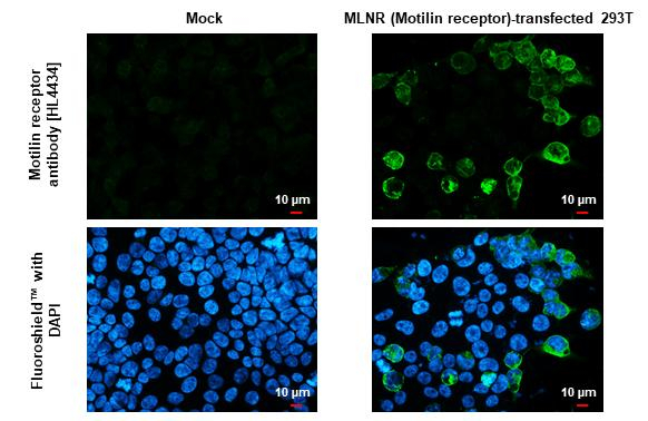 MLNR Antibody in Immunocytochemistry (ICC/IF)