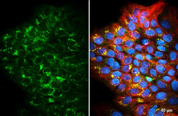 UXS1 Antibody in Immunocytochemistry (ICC/IF)