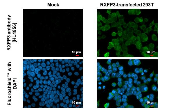 RXFP3 Antibody in Immunocytochemistry (ICC/IF)