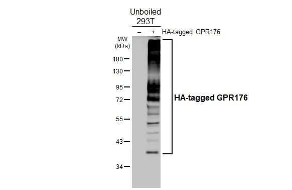 GPR176 Antibody in Western Blot (WB)