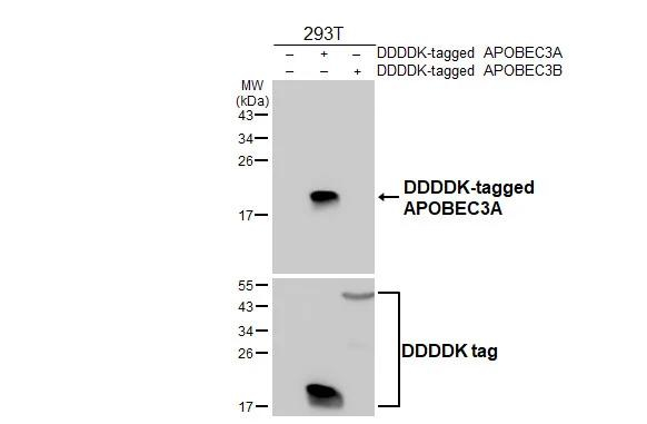 APOBEC3A Antibody in Western Blot (WB)