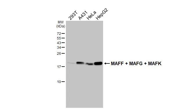 MAFF/MAFG/MAFK Antibody in Western Blot (WB)