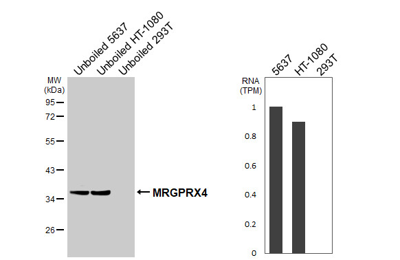MRGPRX4 Antibody in Western Blot (WB)