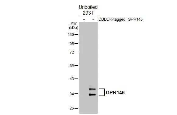 GPR146 Antibody in Western Blot (WB)