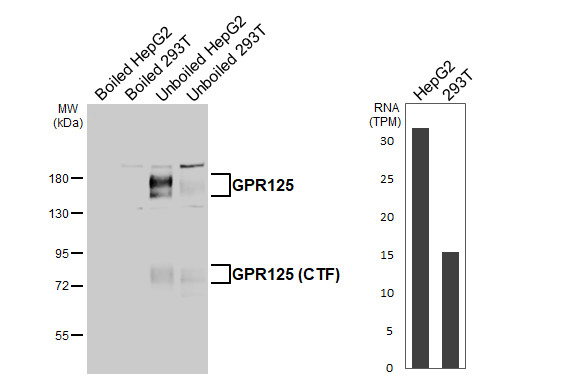 GPR125 Antibody in Western Blot (WB)