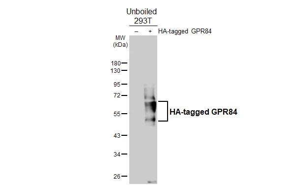 GPR84 Antibody in Western Blot (WB)