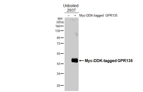 GPR135 Antibody in Western Blot (WB)