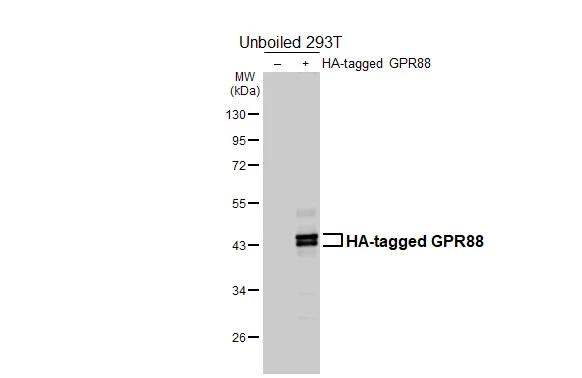 GPR88 Antibody in Western Blot (WB)