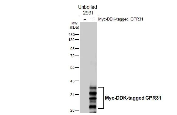 GPR31 Antibody in Western Blot (WB)