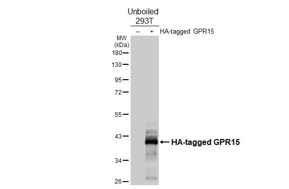 GPR15 Antibody in Western Blot (WB)
