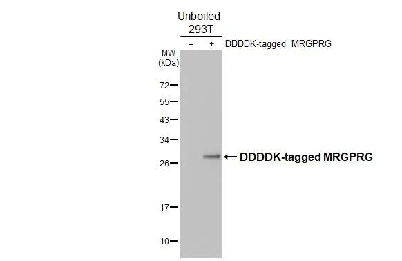 MRGPRG Antibody in Western Blot (WB)