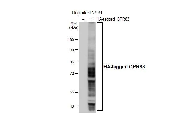 GPR83 Antibody in Western Blot (WB)