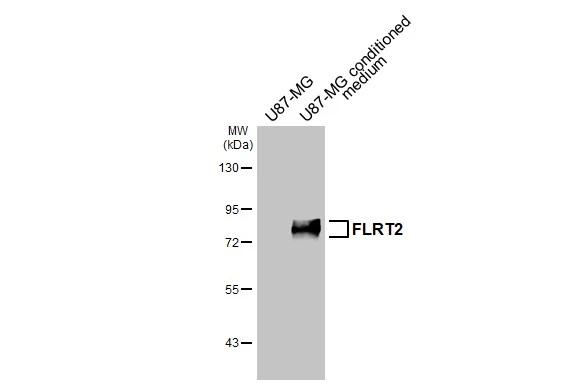 FLRT2 Antibody in Western Blot (WB)