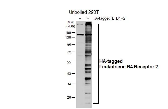LTB4R2 Antibody in Western Blot (WB)