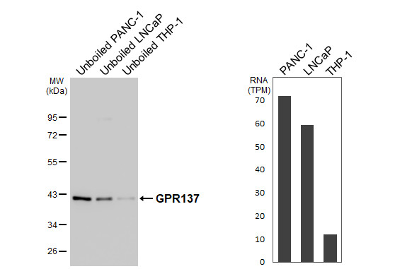 GPR137 Antibody in Western Blot (WB)