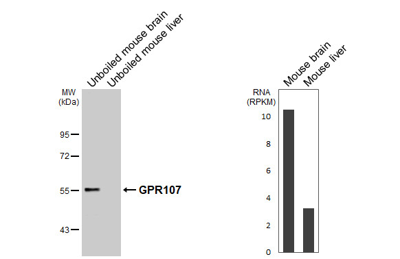 GPR107 Antibody in Western Blot (WB)