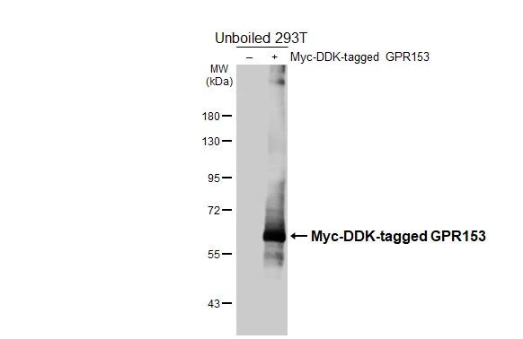 GPR153 Antibody in Western Blot (WB)