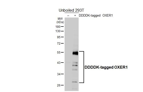 OXER1 Antibody in Western Blot (WB)