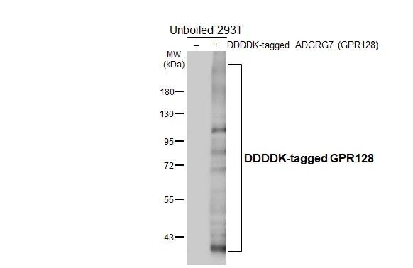 GPR128 Antibody in Western Blot (WB)
