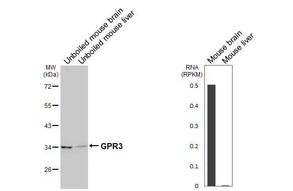 GPR3 Antibody in Western Blot (WB)