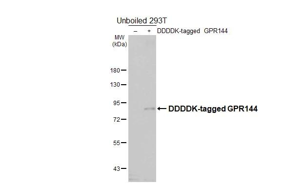 GPR144 Antibody in Western Blot (WB)