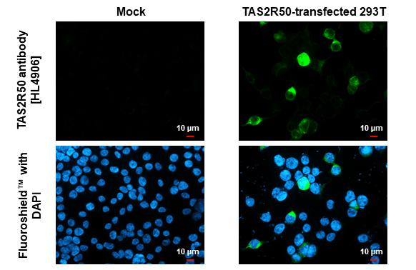 TAS2R50 Antibody in Immunocytochemistry (ICC/IF)